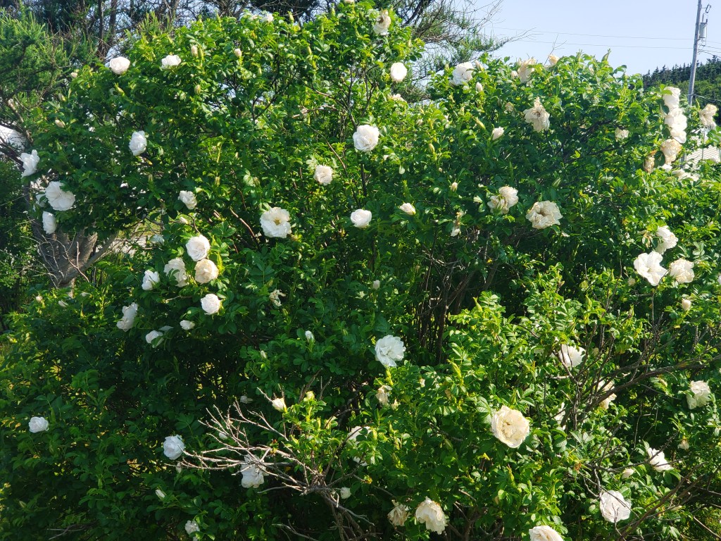 White rose bush tree in original photograph