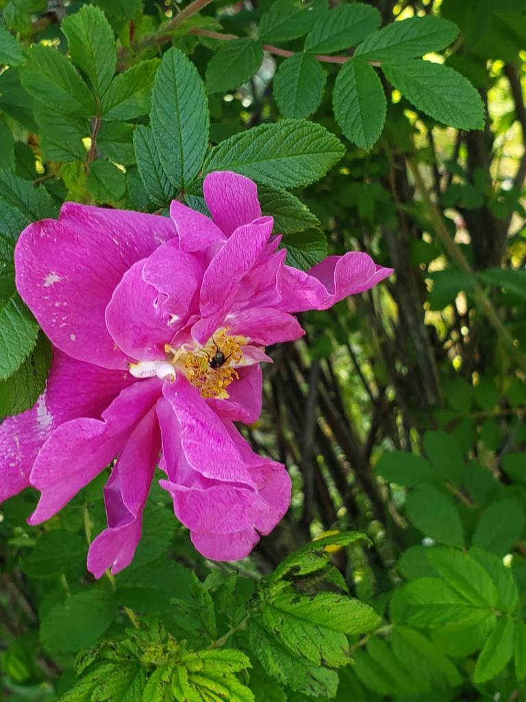 Flower Purple Roses original photograph