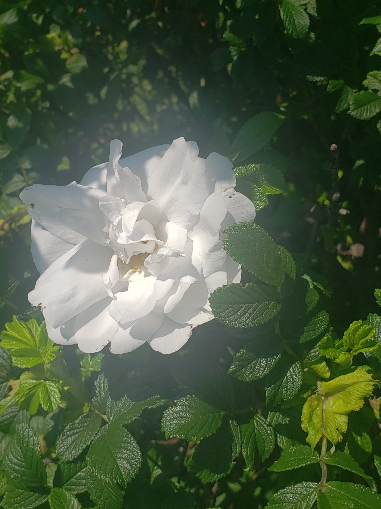 White Rose Bush Tree while taking in the sun