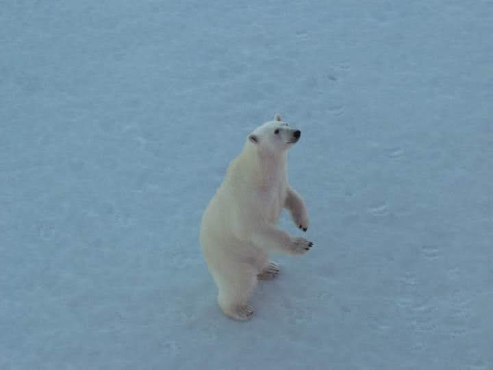 Polar bear standing up on two legs