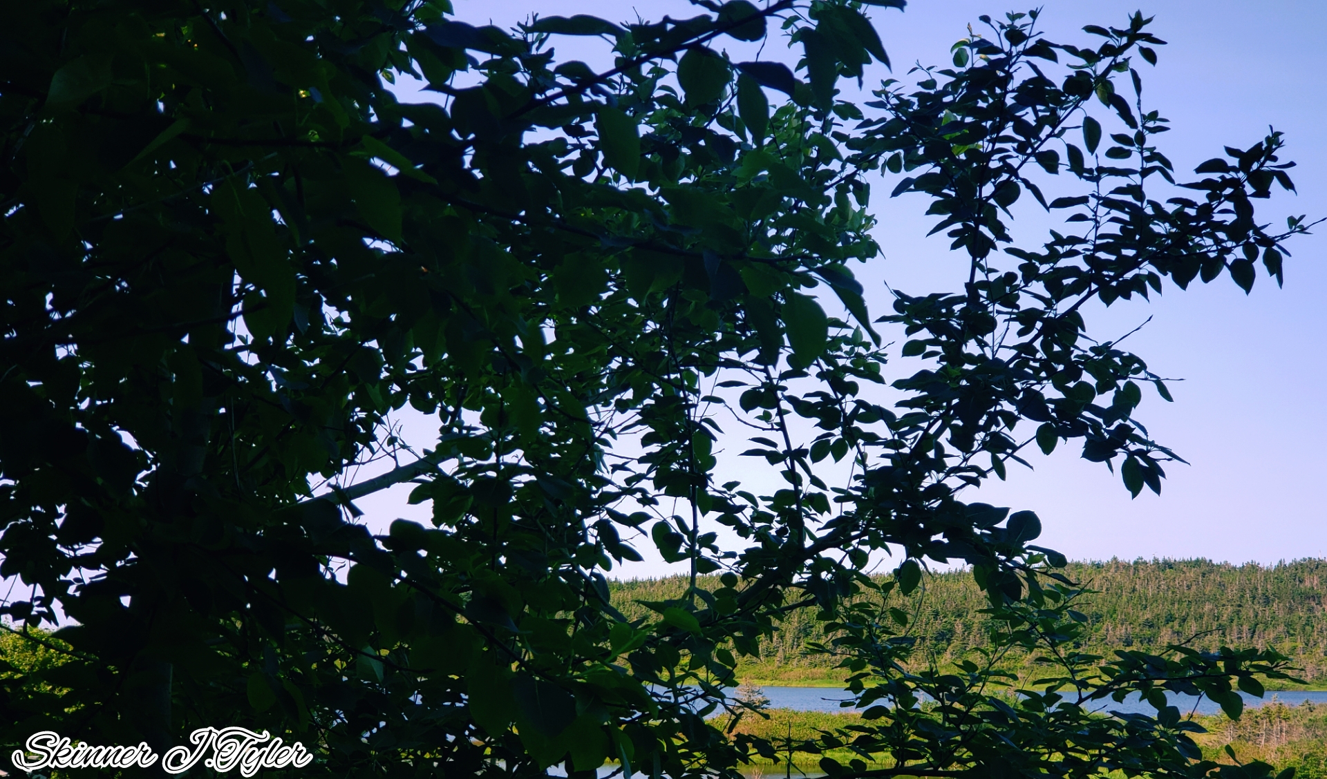 Tree branch shades the scenery photograph of the lake and trees