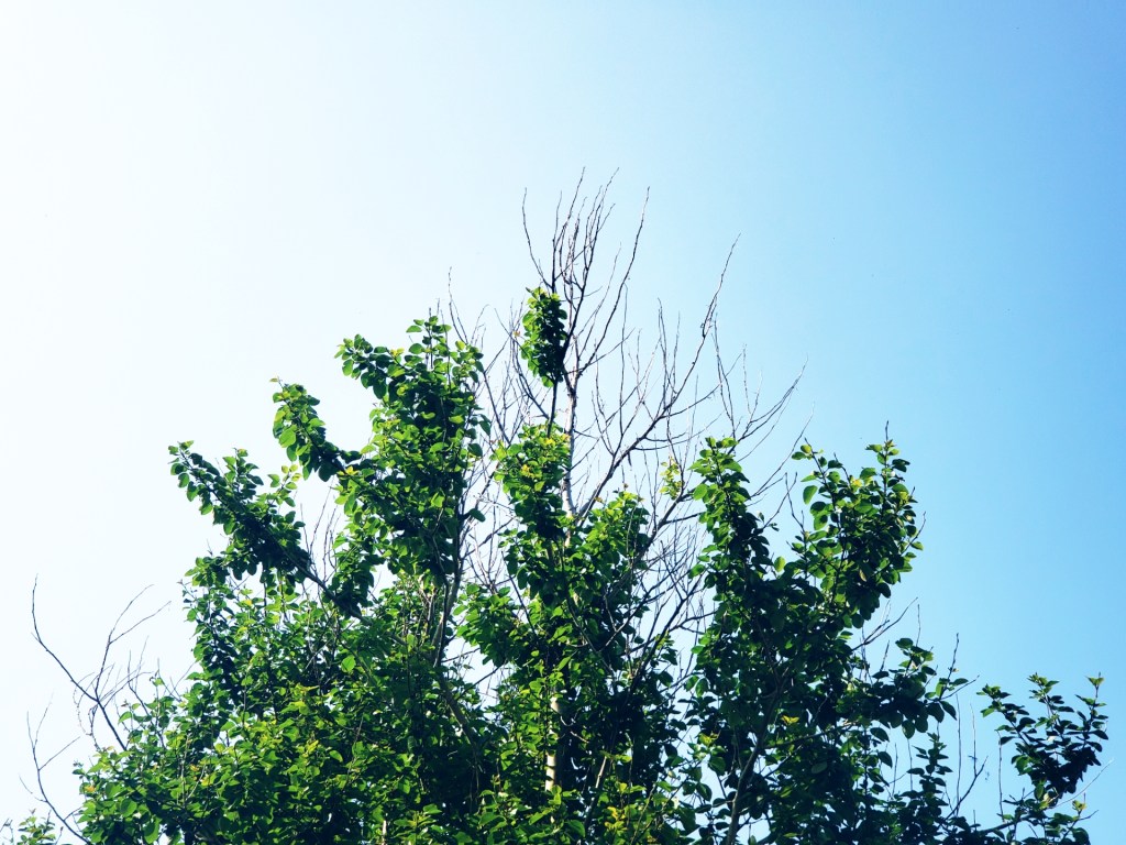 Blue sky with tree in the foreground