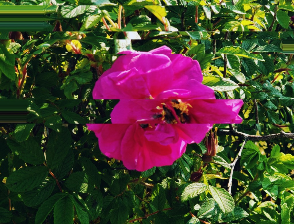 Glitched image of a punk rose blossoming during summer 2021