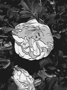 Black and white image of a white rise blossoming during summer 