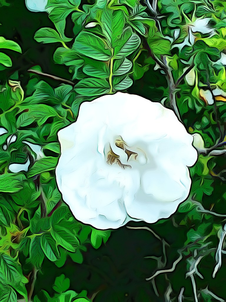 White rose flower edited through a cartoon image editor.