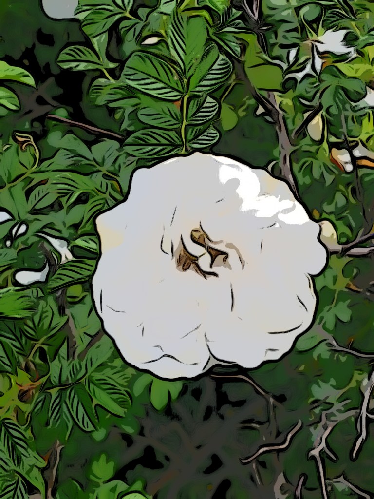 Cartoon Image of white flower during summer