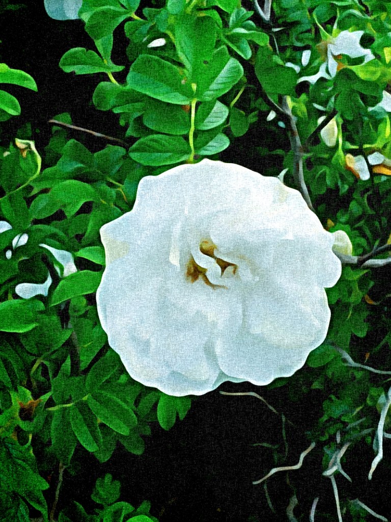 White flower edited through cartoon image editor by Dr. Digital Philosophy