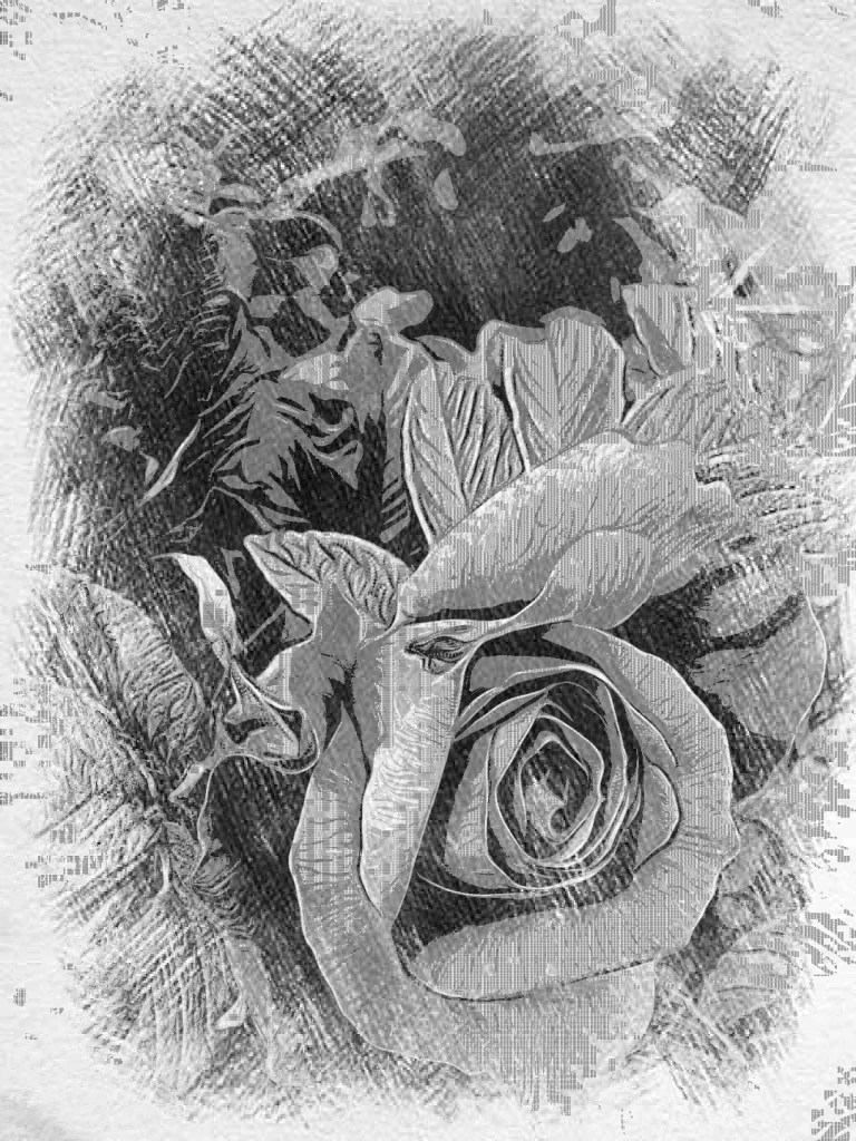 Black and white image of a flower for The Day Beacon