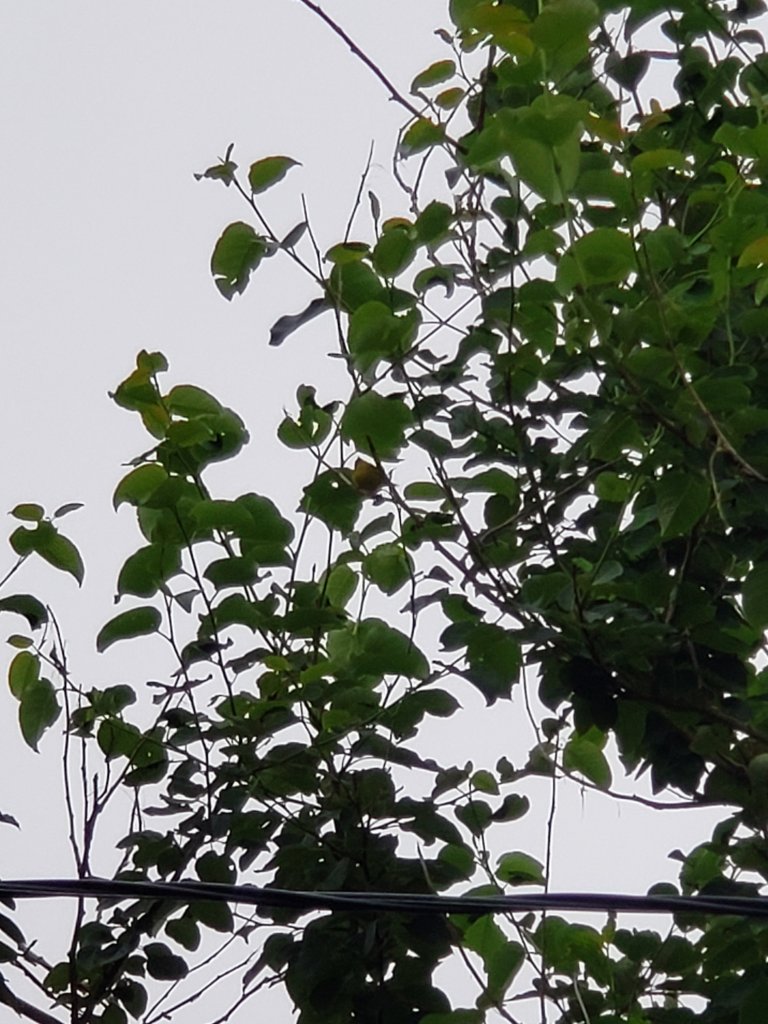 Birds in the tree by Dr Digital Philosophy