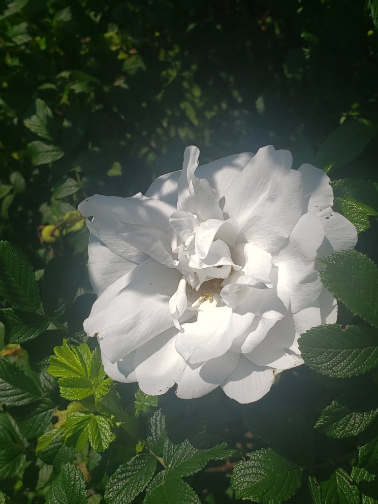 White Rose Flowers Peaceful Dr. Digital Philosophy Original 