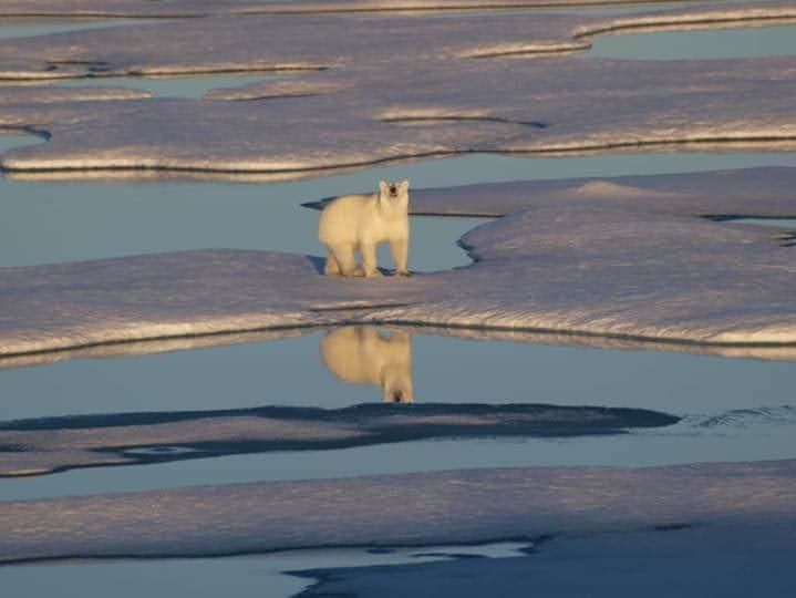 Polar bear crossing the ice