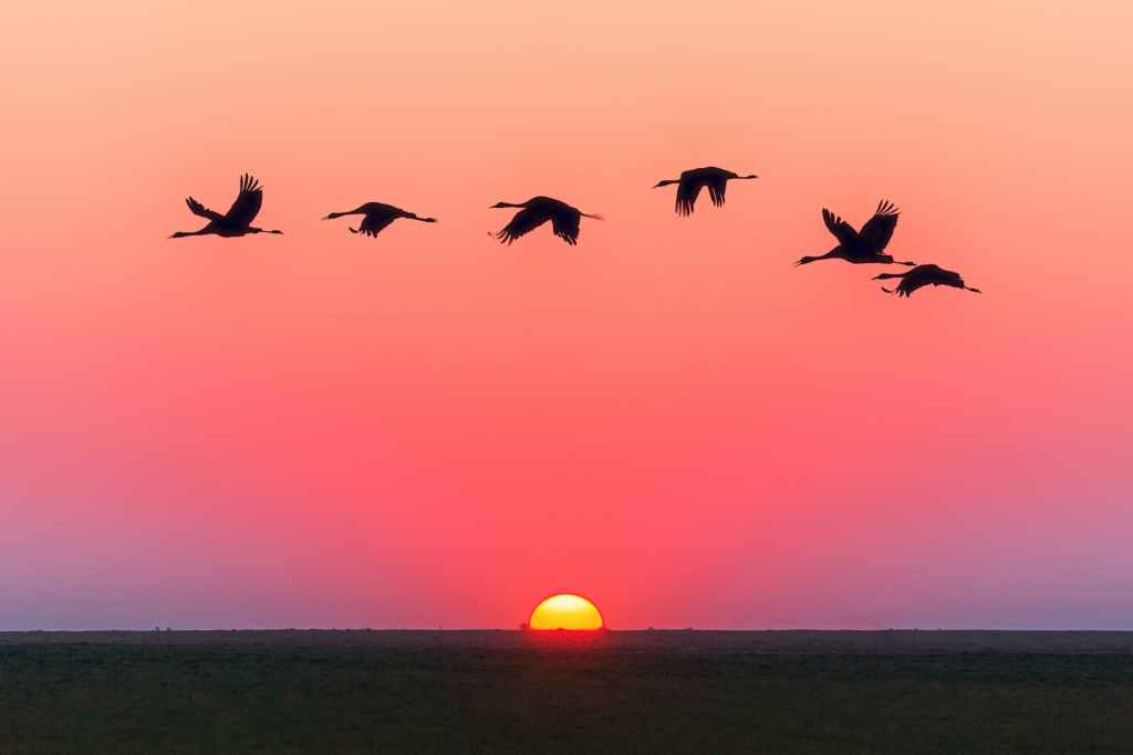 Geese fly through the sunset sky