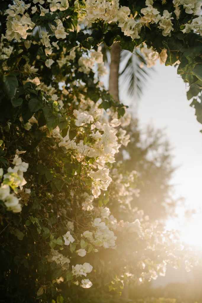 Daylight summers flower during fall