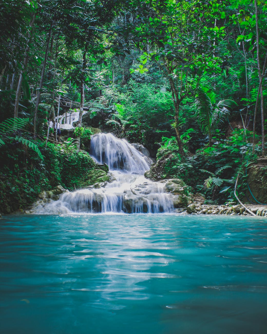 River water running through a forest of green