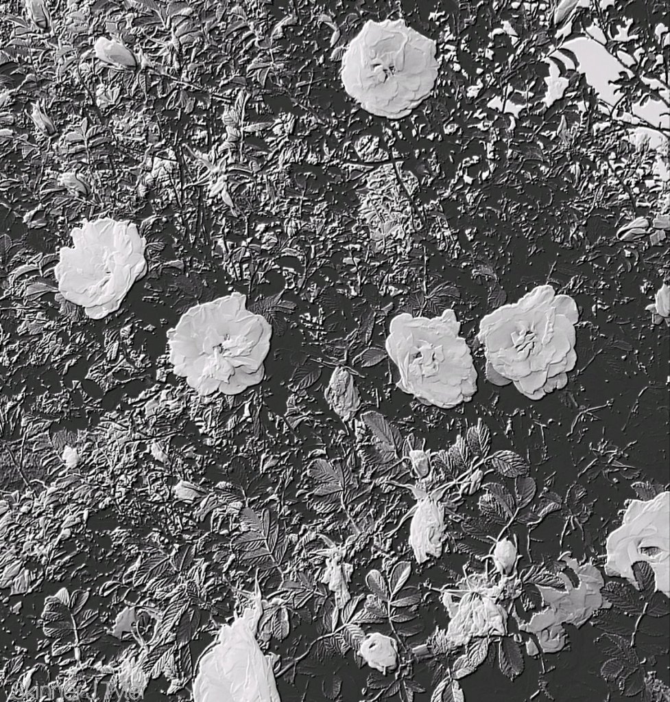 White rose bush during summer months 