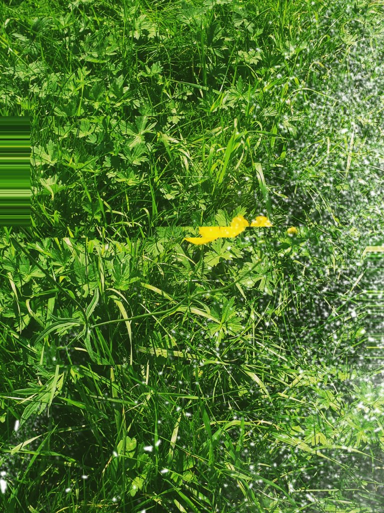 Edited Flower In the Grass Photography Glitches