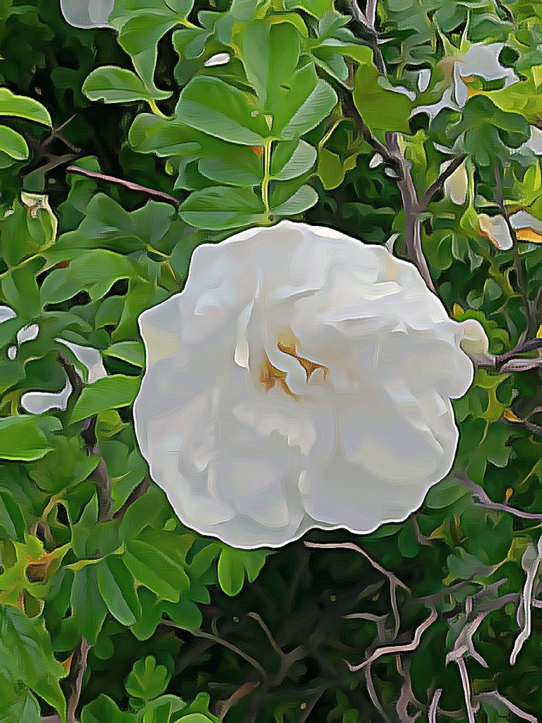 The white rose flower during summer