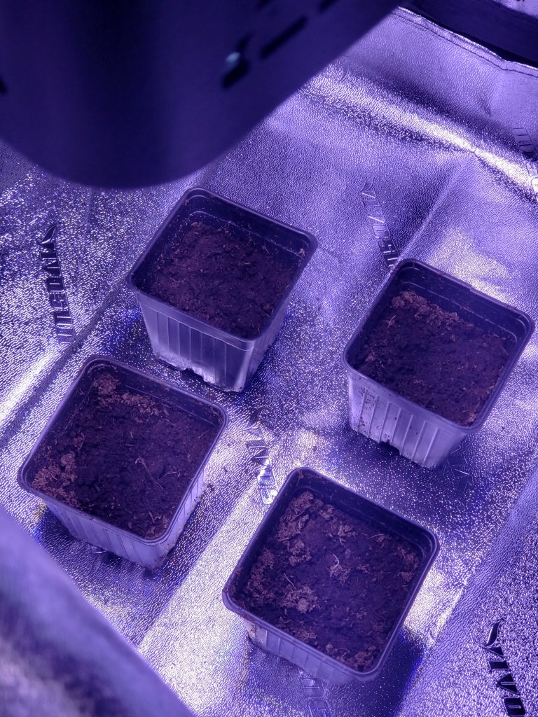 Cannabis grow pot for seedlings 