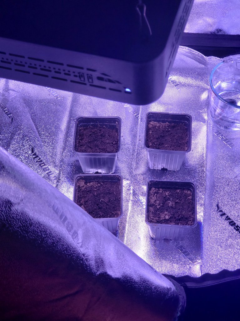 Cannbis grow environment or grow tent prepared for growing 