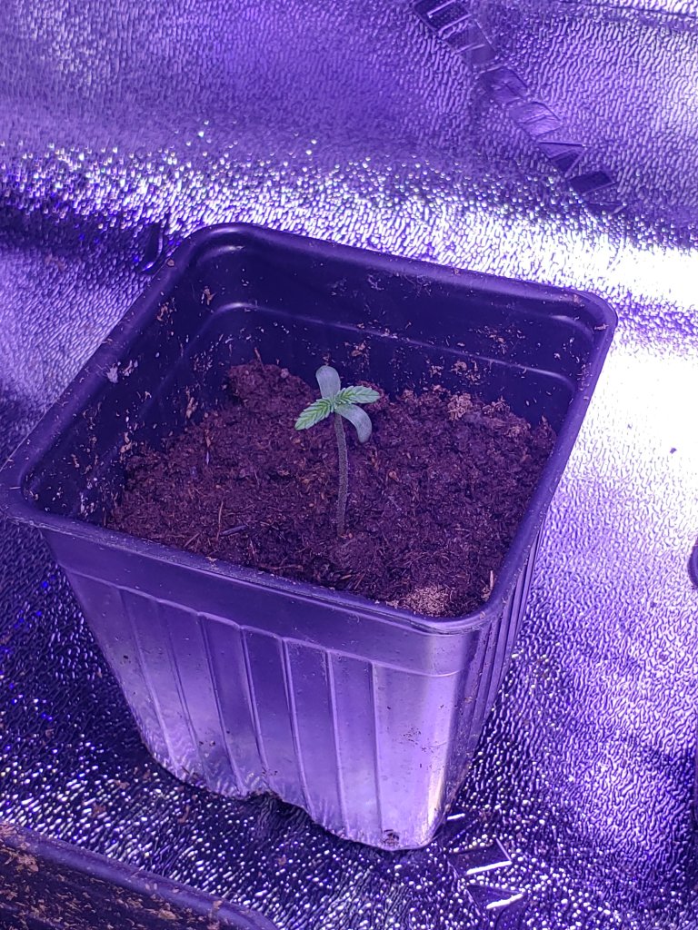 Original Photography of Cannabis Seedling 2021