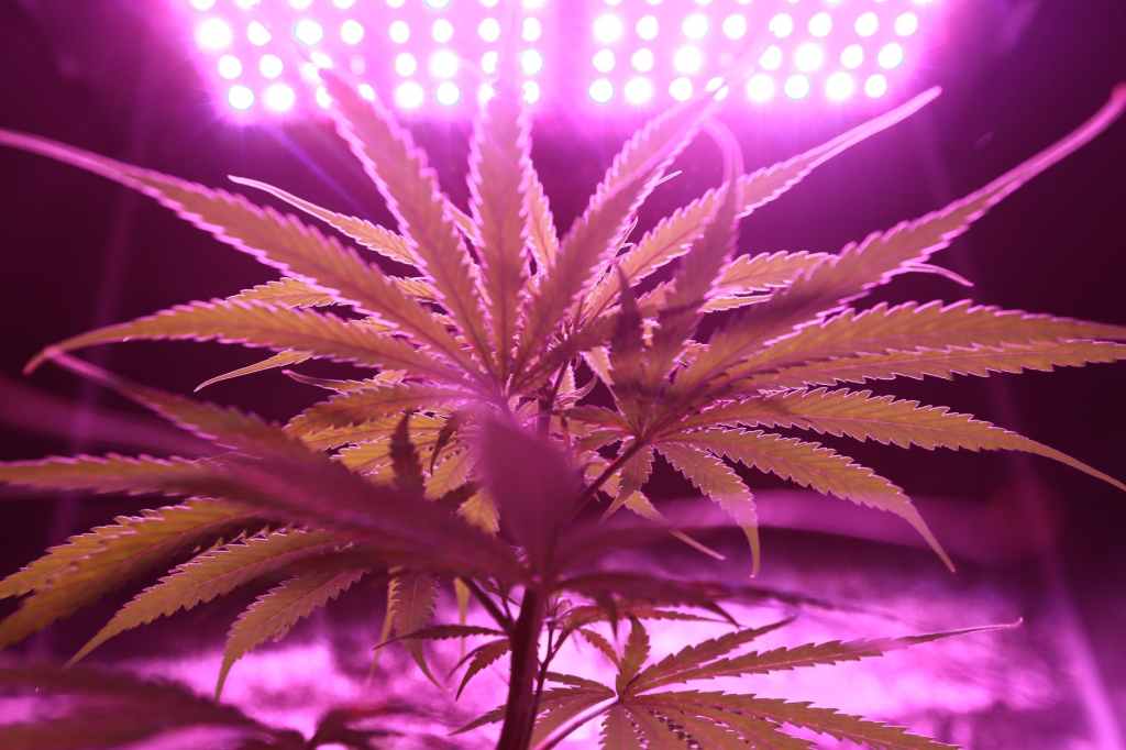 Cannabis Growing Canada Plant Under LED Light 2021