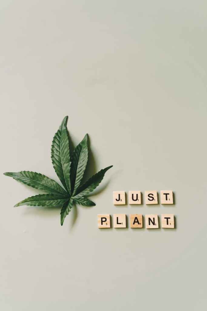 Marijuana plant stock photography with the words just plant