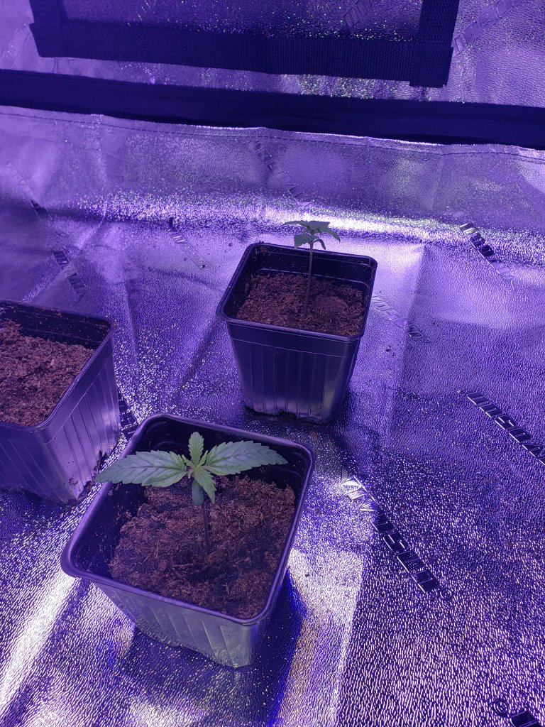 Cannbis grow environment or grow tent with seedlings planted