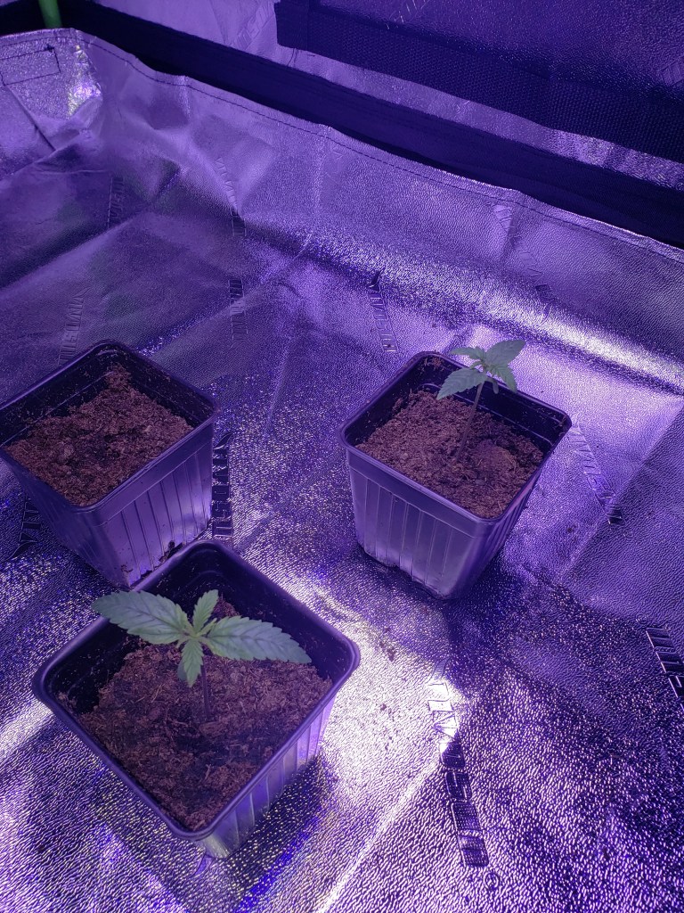 During seedling stage of Cannabis Growing plant cycle