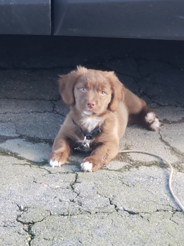 A puppy dog posing for a picture 
