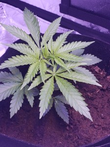 Cannabis Growing Cannabis Plant Growing under some light while in a vegetation stage.