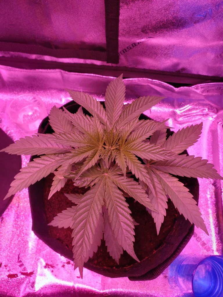 Cannbis plant in vegetation stage