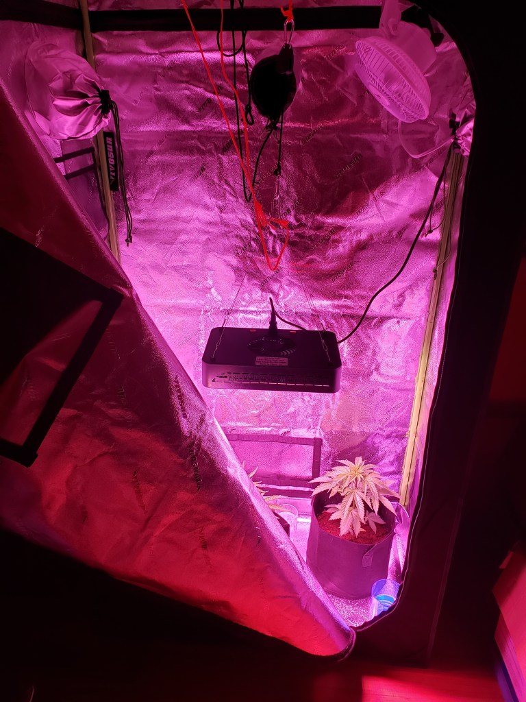 Cannbis Grow Environment or grow tent