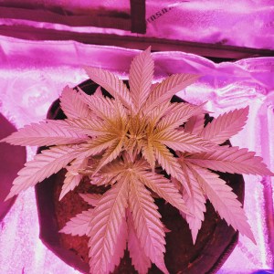 The mature cannabis plant after proper care and growth of being in the vegetation stage for three weeks.