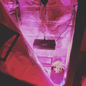 Cannabis Growing inside grow tent with a 1000 watt led light with proper circulation original Photography from Dr. Digital Philosophy 2021