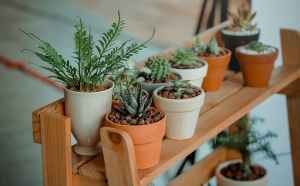Stock WordPress Photography of plants inside growing