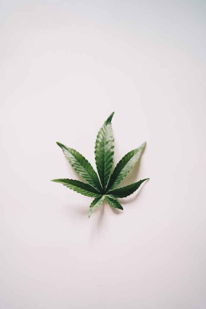Cannabis Plant Stock Photography WordPress 2021