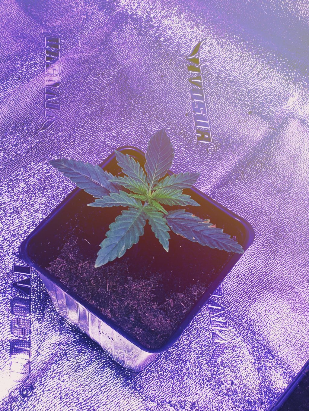 Germinating A Cannabis Seed