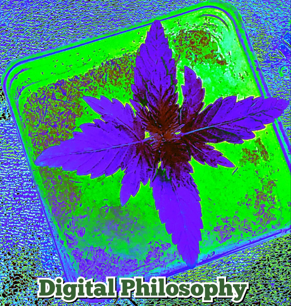 Original Photography Edited By Dr Digital Philosophy of a Cannabis Plant growing 