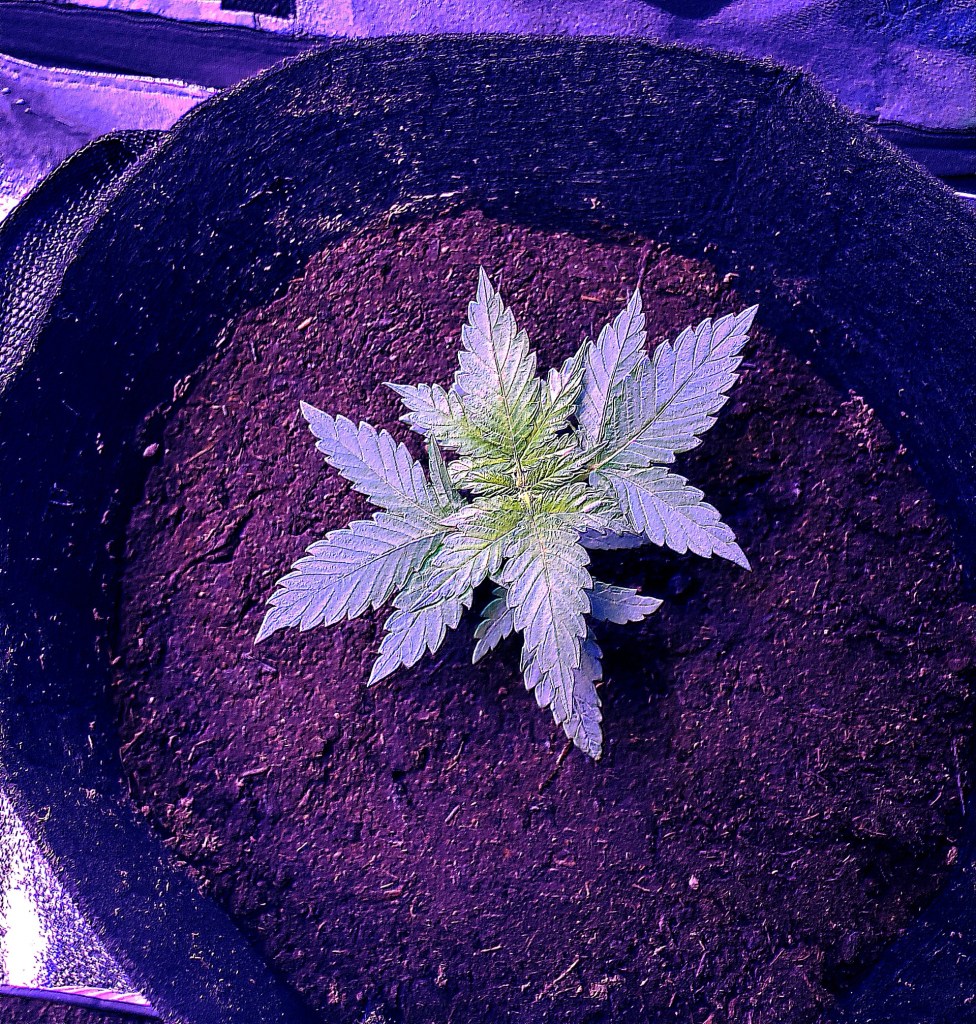 Original Photography Edited By Dr. Digital Philosophy of Cannabis Plant during 2021