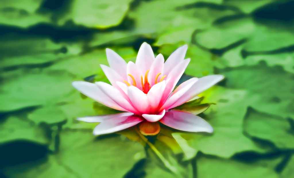 Meditation Flower used to highlight CHARKA Meditation Stock photography from WordPress Library 