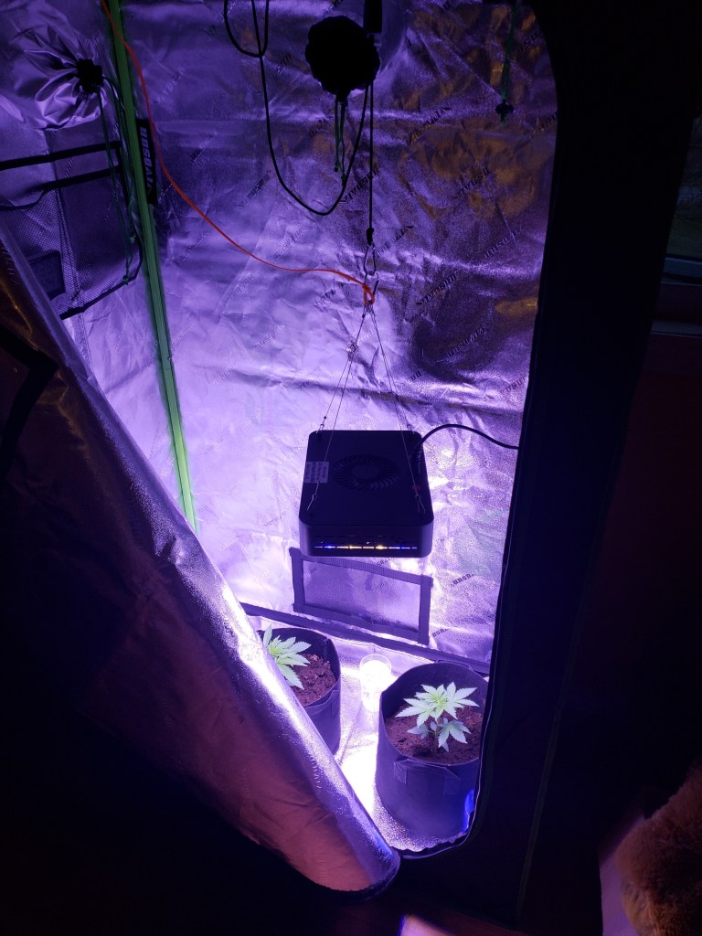 Original Photography Added By Dr. Digital Philosophy Imagery Cannabis Growing Environment and Plants