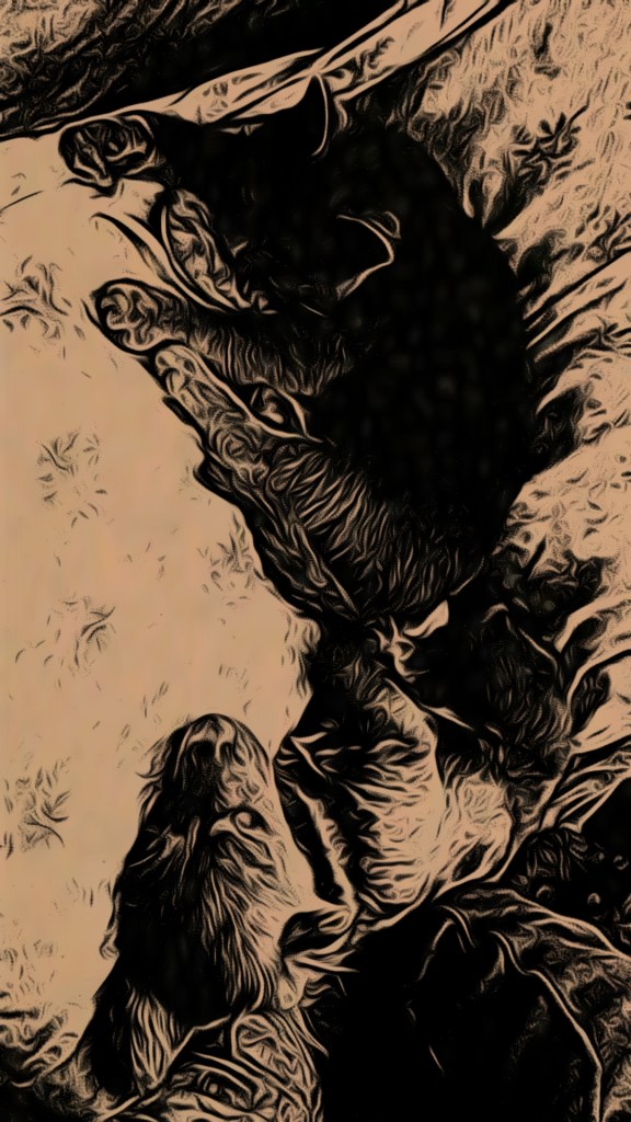 Dog and cat sleeps on the couch during a cold winters day outside in 2022