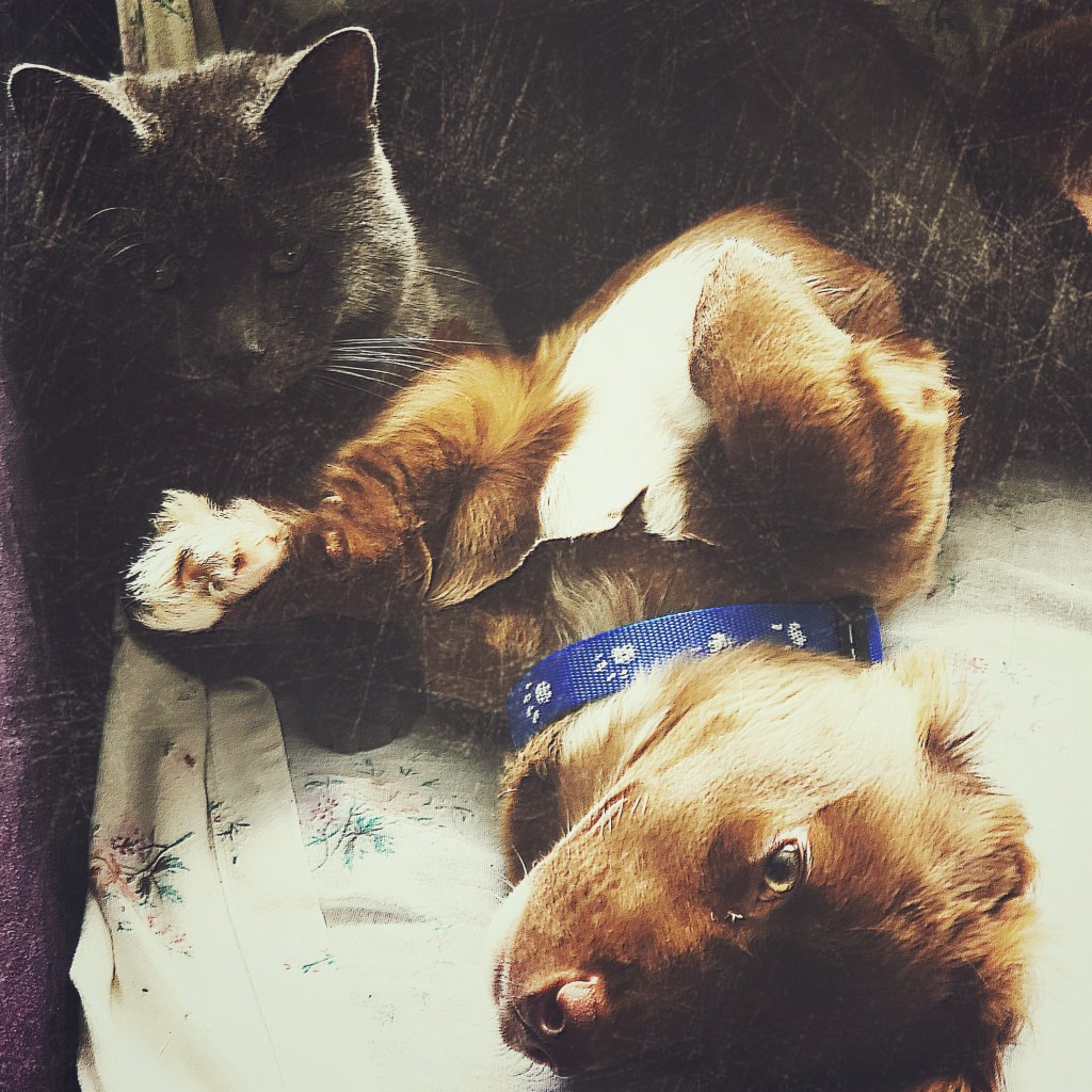 Puppy Dog and Cat lay next to each other comfortably and content