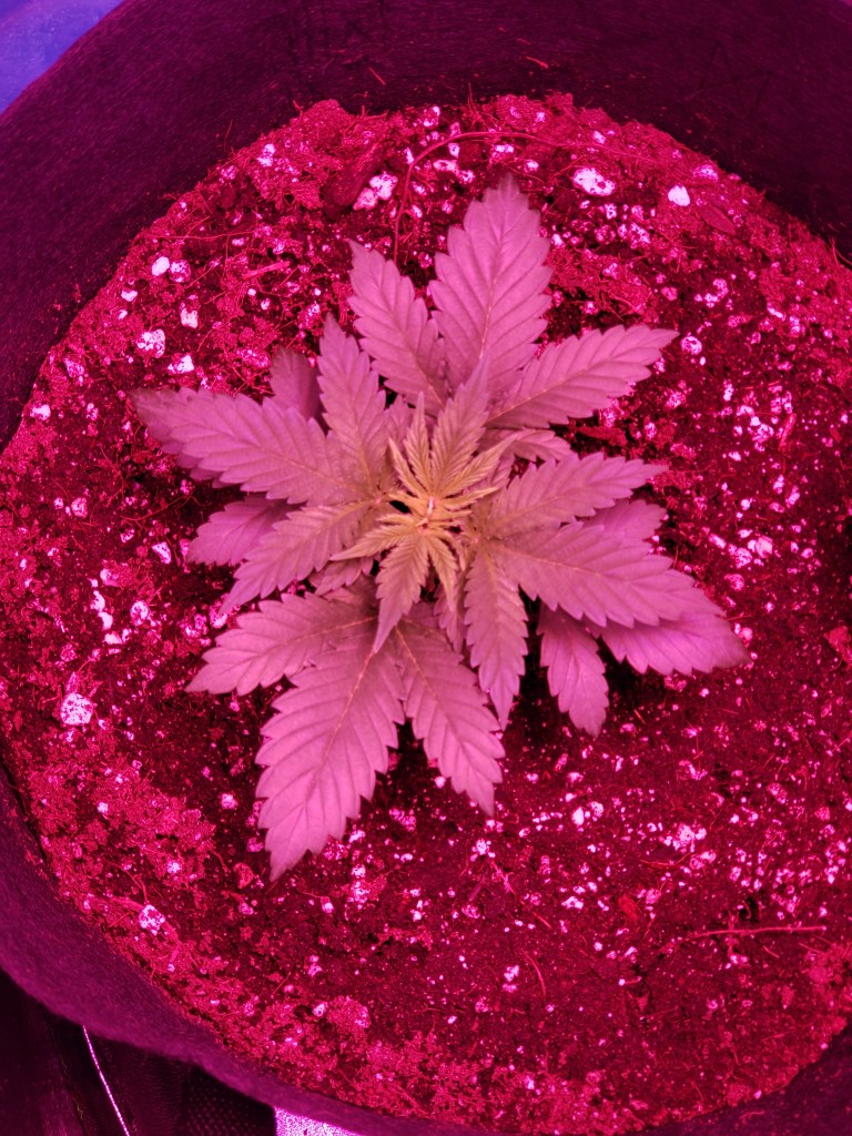 Cannabis plant growing 