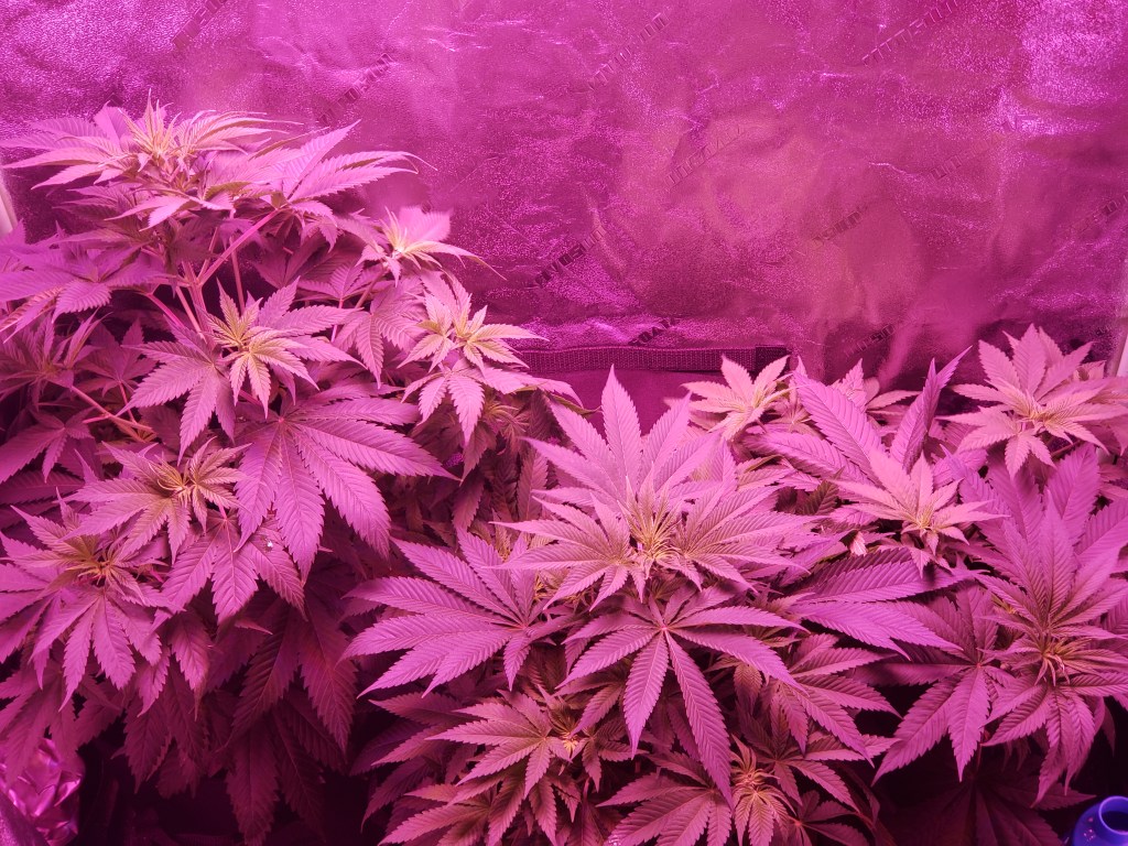 Cannabis Plants growing during the vegetation stage of the marijuana life cycle Coastal Cannabis Est. March 2022