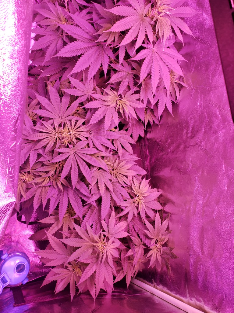 Cannabis plants growing during March 2022 in the vegetation stage by Dr. Digital Philosophy 