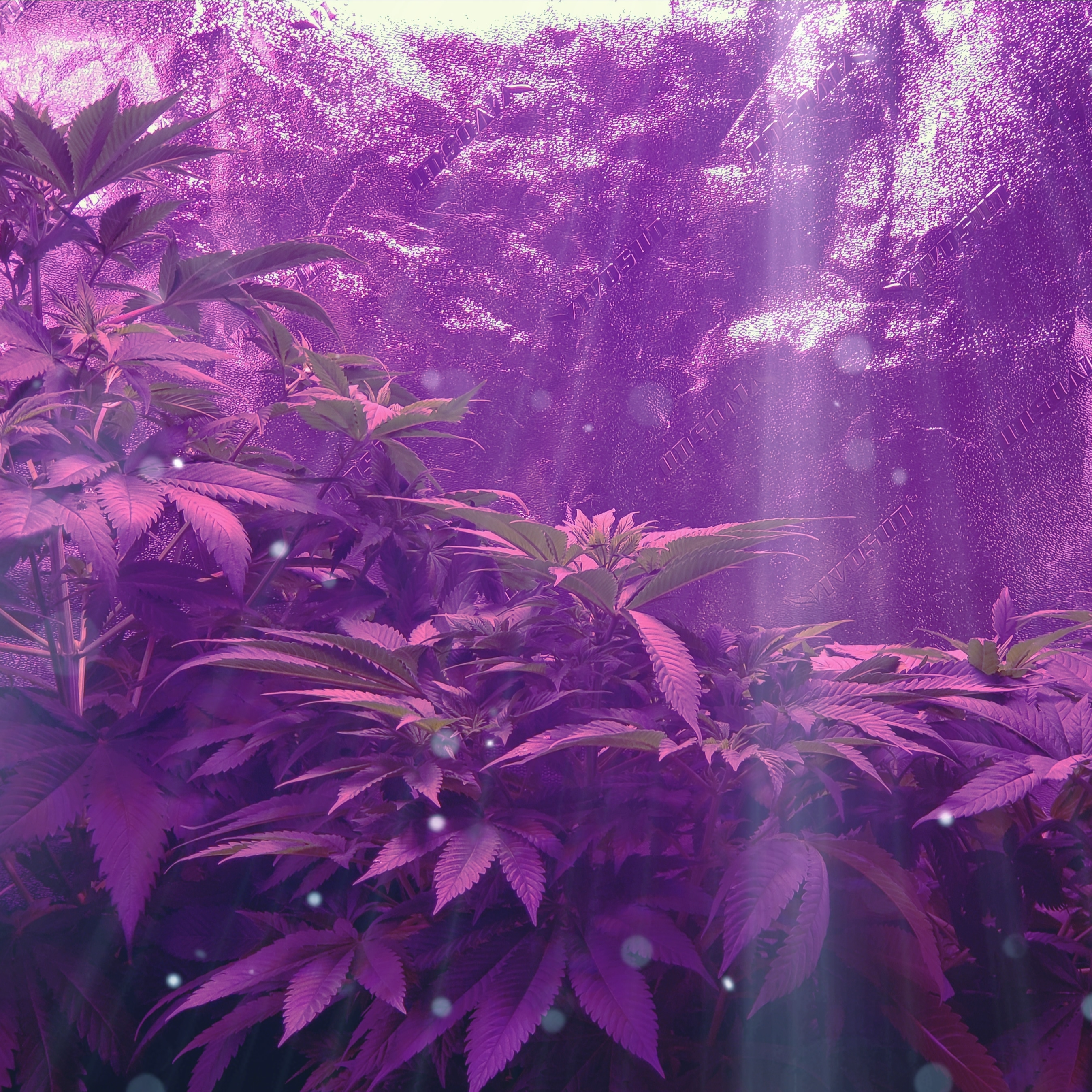 Cannabis grow environment edited image