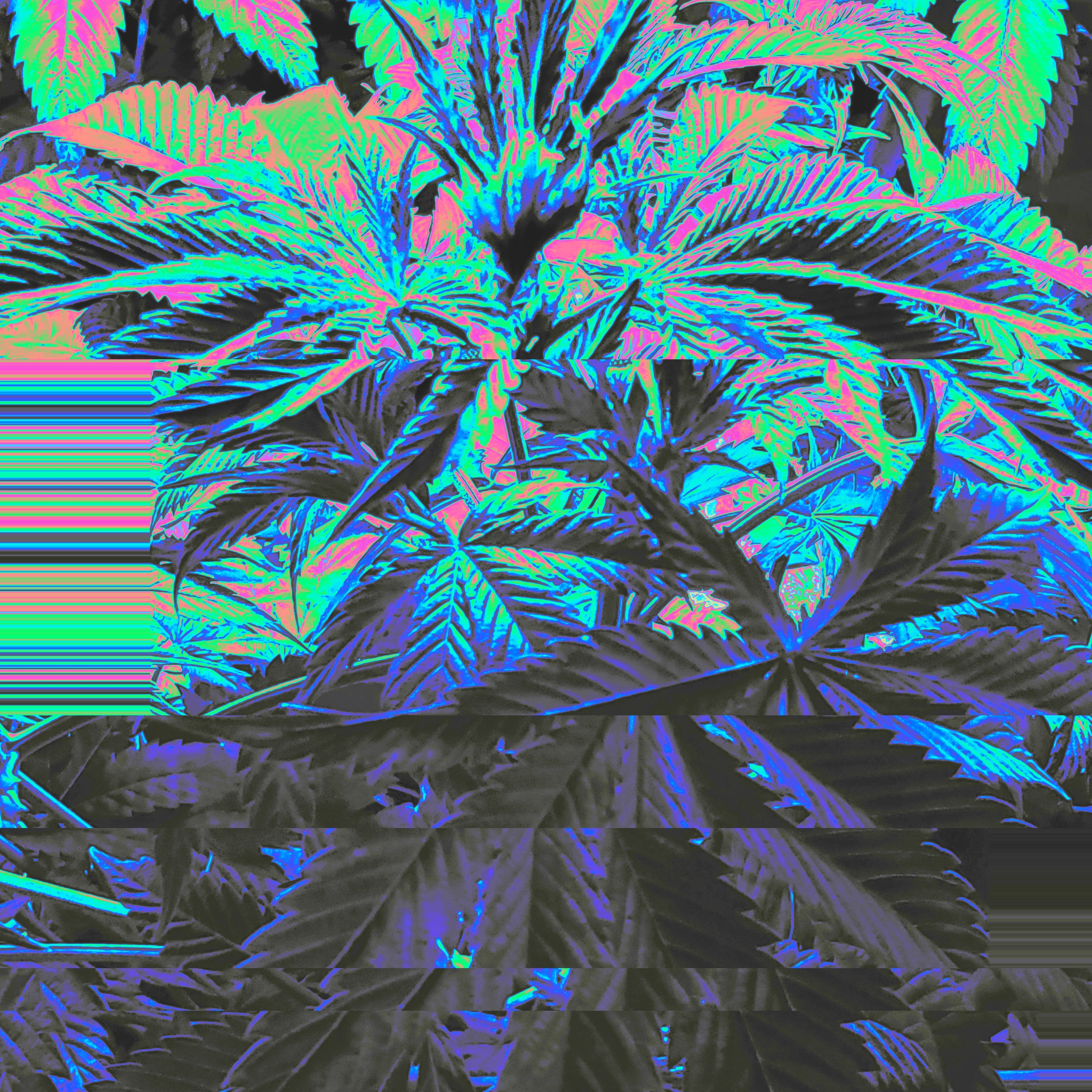 Cannabis Plant Growing edited and glitched for aspect and details