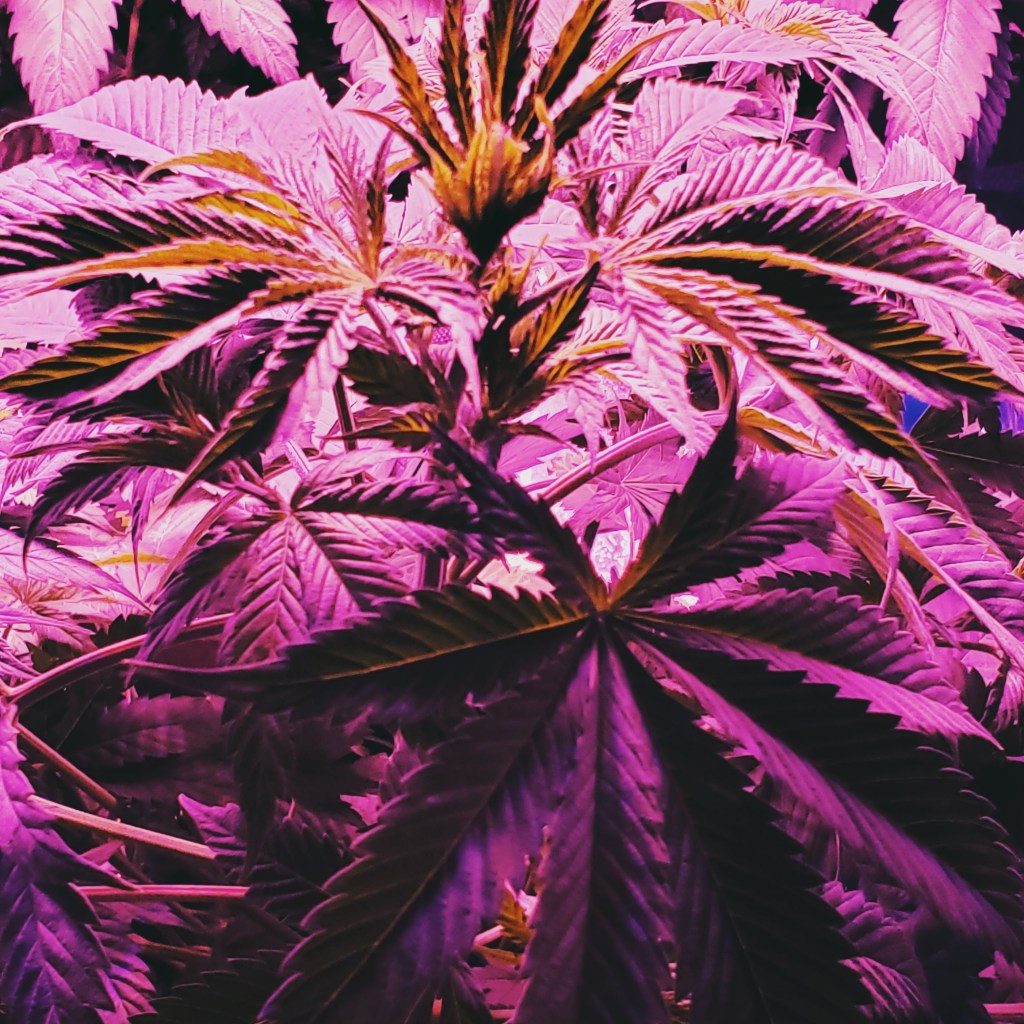 Cannabis Plant Edited by Dr. Digital Philosophy during the vegetation stage of the cannabis grow cycle