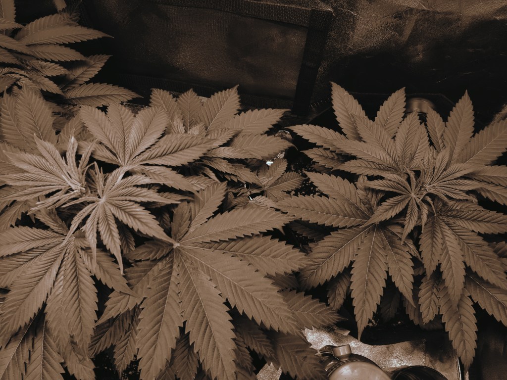 Edited photograph of cannabis plant growing during the vegetation stage 